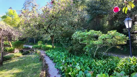 Walking along a scenic garden path with pink camellias and birds singing Vidéo 332368963