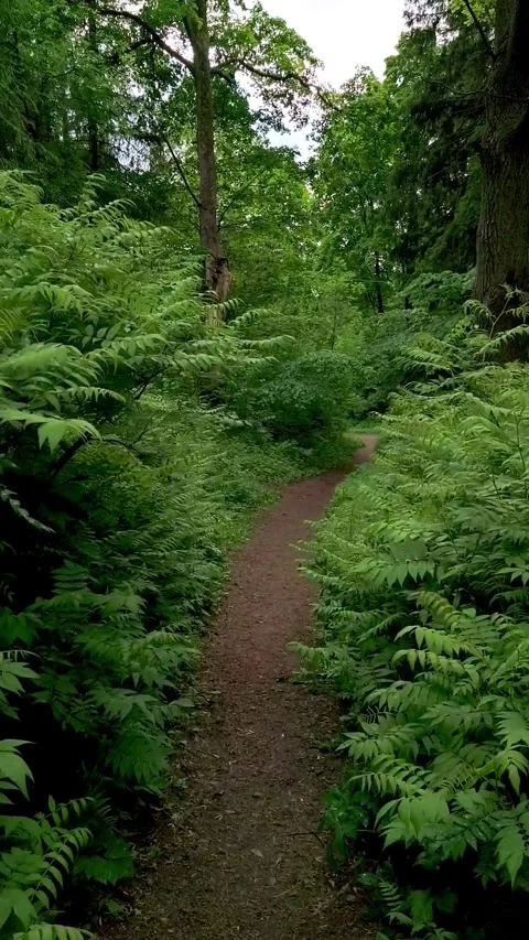 Walking along shaded forest path surrounded by lush green foliage. Walk throu Stock Footage 328919081
