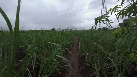 Walking along a shaded tree-lined track beside a sugarcane farm. The path provid Stock Footage 341271662