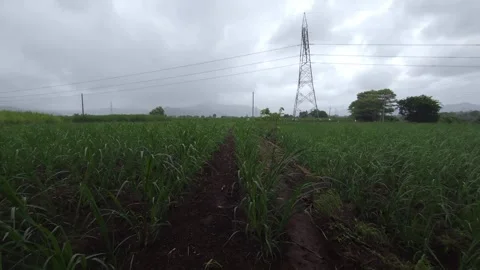Walking along a shaded, tree-lined track beside a sugarcane farm, where modern p Stock Footage 341271727