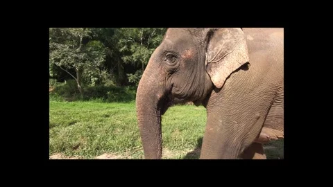 Walking along side a Giant Elephant  Stock Footage 291203655