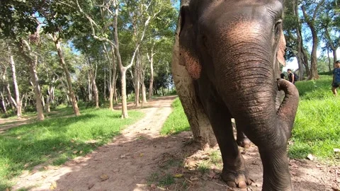 Walking Along Side Stunning Elephant   動画素材 291203741
