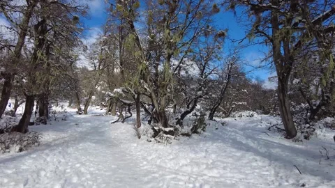 Walking Along a Snow-Covered Forest Path in a Peaceful Winter Landscape Vídeo Stock 338218485