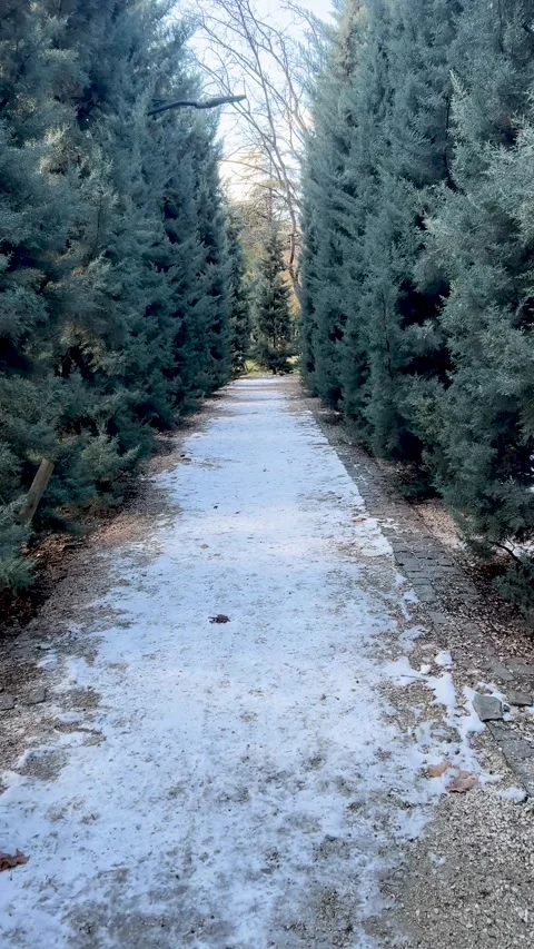 Walking along snowy path in city garden park along an alley of green cypresses Video stock 303282920