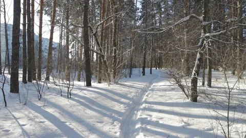 Walking along a snowy path in a winter forest Vídeo Stock 212235629