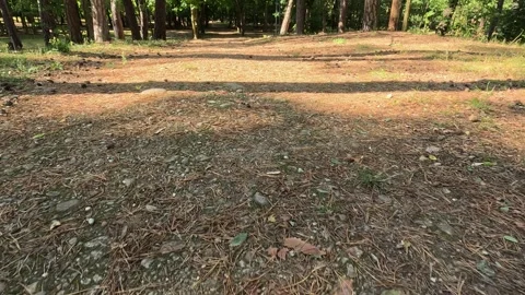 Walking along a stony sandy path covered with pine needles in a sunny park .. Stock Footage 318965099