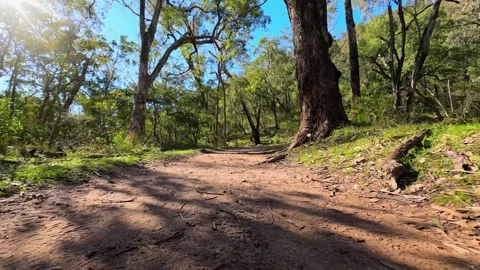 Walking Along a Sunlit Dirt Trail Through Eucalyptus Forest Stock Footage 345485725