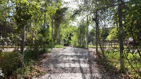 Walking along a sunny flower-lined pathway in a lush public park Stock Footage 340911727