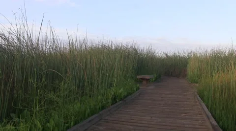 Walking along the trail Video stock 44246218