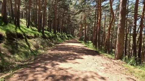 Walking along a trail in a pine forest Stock Footage 278924178