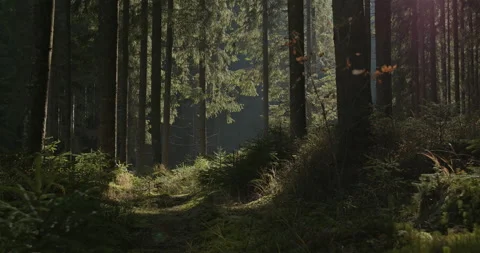 Walking along a trail through a dense forest of evergreen coniferous trees with Stock Footage 138148287