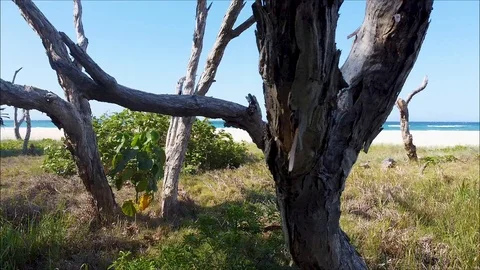 Walking along tree line of the coast. Video stock 126070848