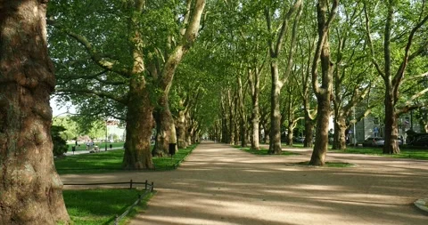 Walking Along the Tree Lined Avenue at Jasne Błonia Square in Szczecin Poland Stock Footage 336149791