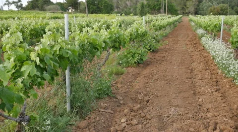 Walking Along Vineyard Lanes at Spring Stock Footage 63299339