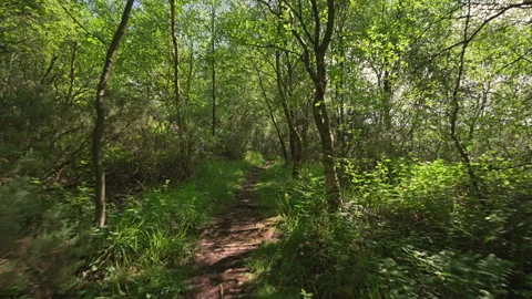 Walking along a wild forest trail through dense birch trees, ferns and ivy Stock Footage 310097098