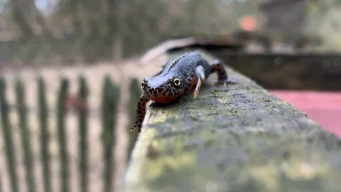 Walking alpine newt Stock Footage 126034545