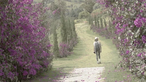 Walking among bougainvillea trees Stock Footage 236178635