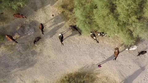 Walking among cows Stock Footage 309159759