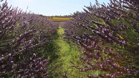 Walking among the Lavender Stock Footage 155192233