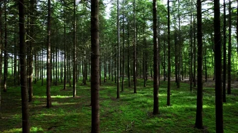 Walking among the pine trees in the forest 動画素材 196408464