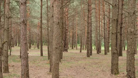 Walking among pine trunks. One lost his way in a forest. POV shot Video stock 81412798