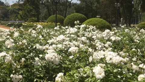 Walking among roses Stock Footage 291576561