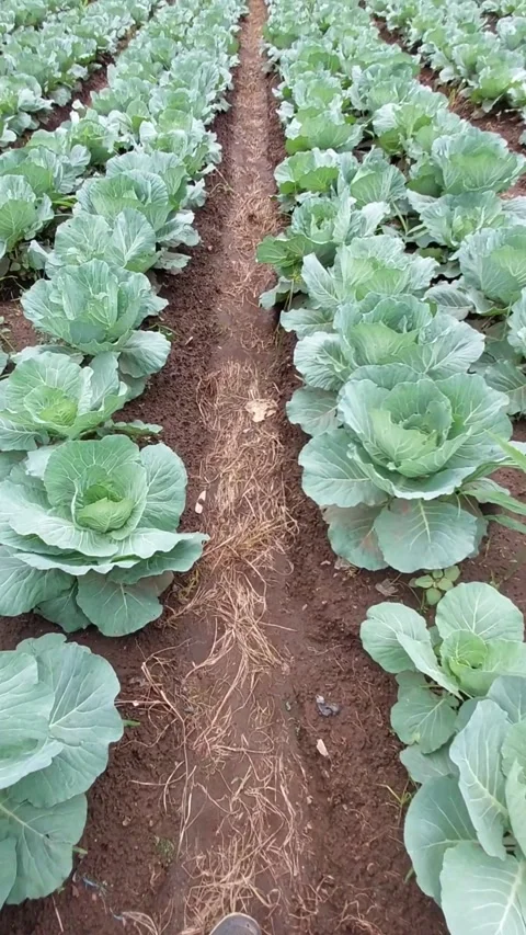 Walking among Rows of green cabbage Video stock 278165535