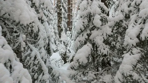 Walking among the snowy trees Video stock 72697242