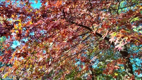 Walking among trees during autumn with fall foliage Stock Footage 292284089