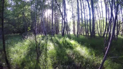Walking among trees Stock Footage 77476752