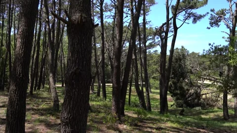 Walking among trees Stock Footage 275205347
