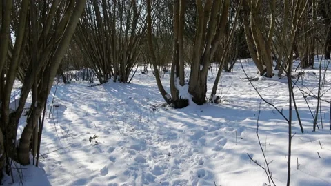 Walking among the trees in the snow  Video stock 151102438