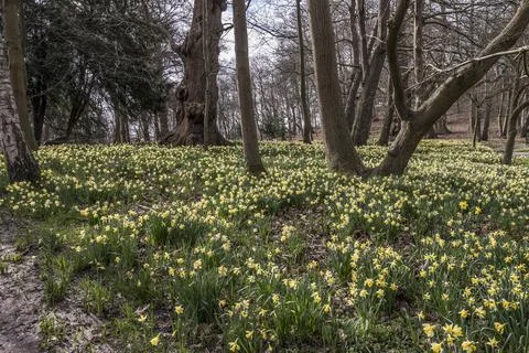 Walking amongst the daffodils Foto stock