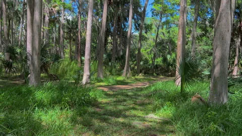 WALKING AMONGST PINE TREES PALM TREES TO DIRT PATH Video stock 299919211