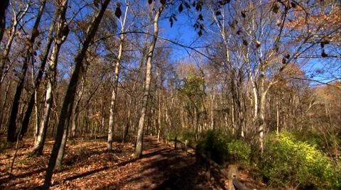Walking Amongst the Trees at a Park Stock Footage 49478352