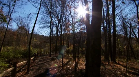 Walking Amongst the Trees at a Park Stock Footage 49478742