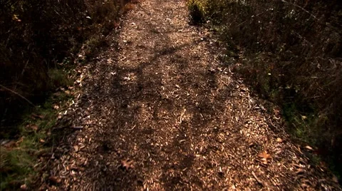 Walking Amongst the Trees at a Park Stock Footage 49479143