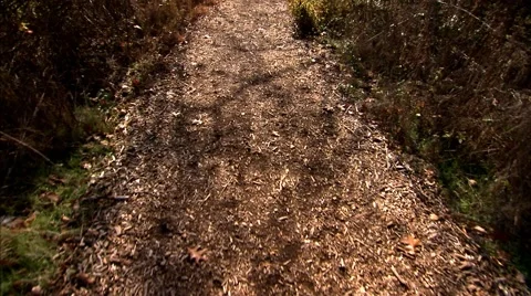 Walking Amongst the Trees at a Park Stock Footage 49479348