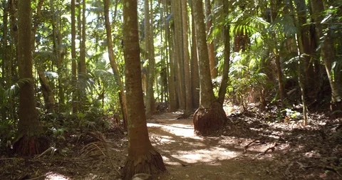 Walking amongst trees in rainforest Stock Footage 89924378