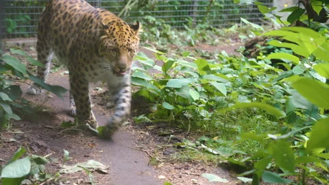The walking amur leopard in the zoo Stock Footage 141665730