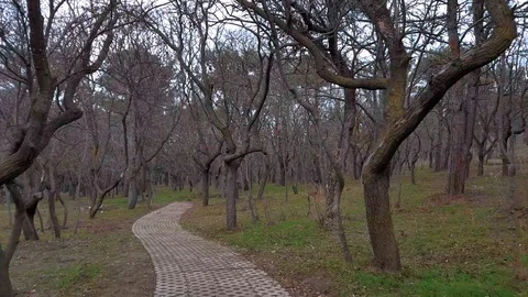 Walking and bike path along the beautiful Lake.Footpath Along the Pond. Stock Footage 129824986
