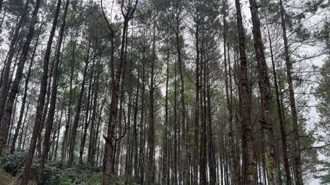 Walking and camping inside a Pine Trees Jungle Forest. Back to nature Vidéo 342686723