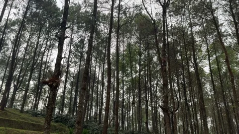 Walking and camping inside a Pine Trees Jungle Forest. Back to nature Vidéo 342686739