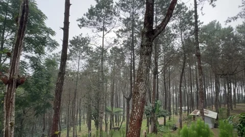 Walking and camping inside a Pine Trees Jungle Forest. Back to nature 스톡 동영상 342686744