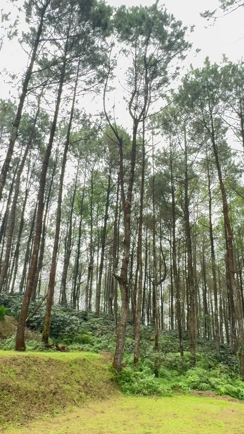 Walking and camping inside a Pine Trees Jungle Forest. Back to nature Vídeo Stock 342686752