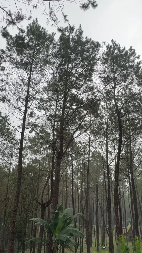 Walking and camping inside a Pine Trees Jungle Forest. Back to nature 스톡 동영상 342686767