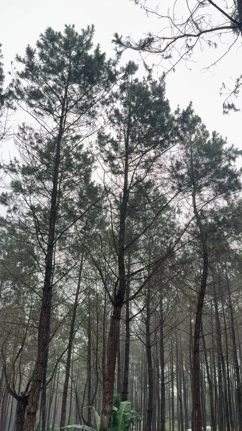 Walking and camping inside a Pine Trees Jungle Forest. Back to nature Vídeos de archivo 342686768