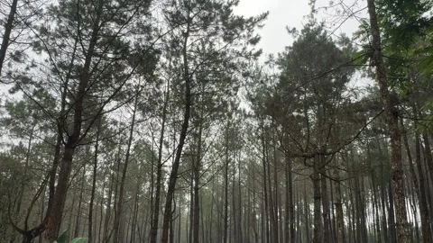 Walking and camping inside a Pine Trees Jungle Forest. Back to nature Vídeos de archivo 342686782
