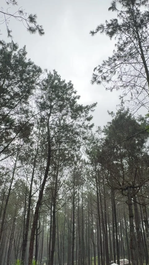Walking and camping inside a Pine Trees Jungle Forest. Back to nature Vidéo 342686785