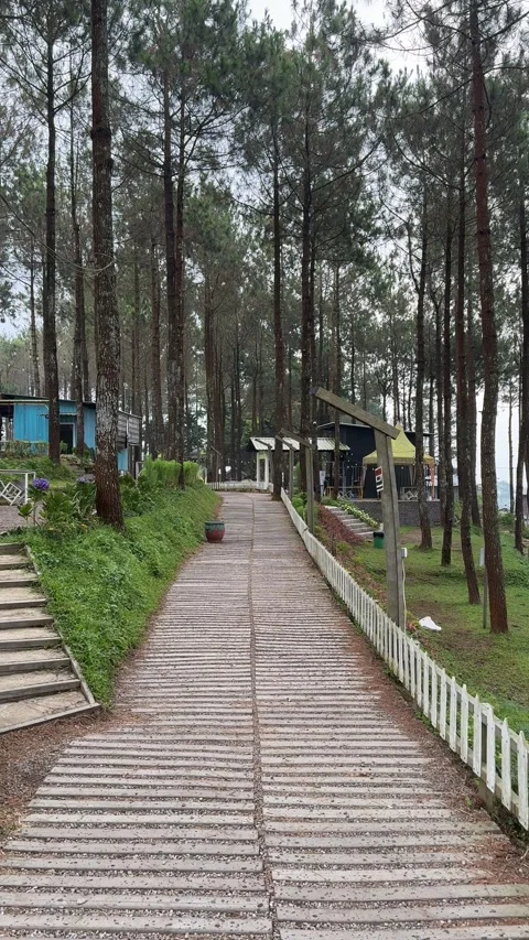 Walking and camping inside a Pine Trees Jungle Forest. Back to nature Vídeos de archivo 342686846